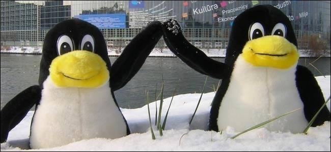 Pinguini ripiene nella neve.